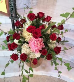 Orchidea Si Fasano Rita